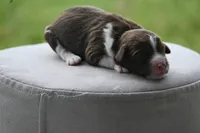 Tri female, a female Aussiedoodle for sale in George West, TX – 1 of 3