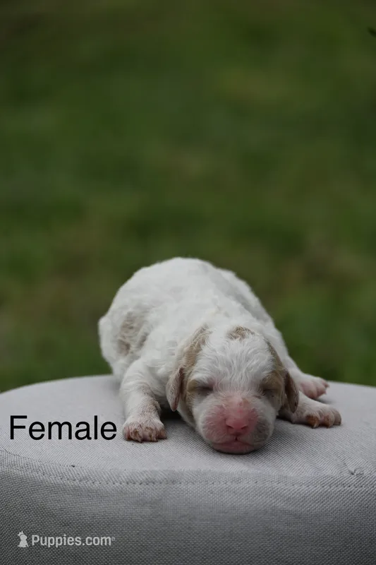 F1b female 3 – Goldendoodle puppy for sale in George West, TX