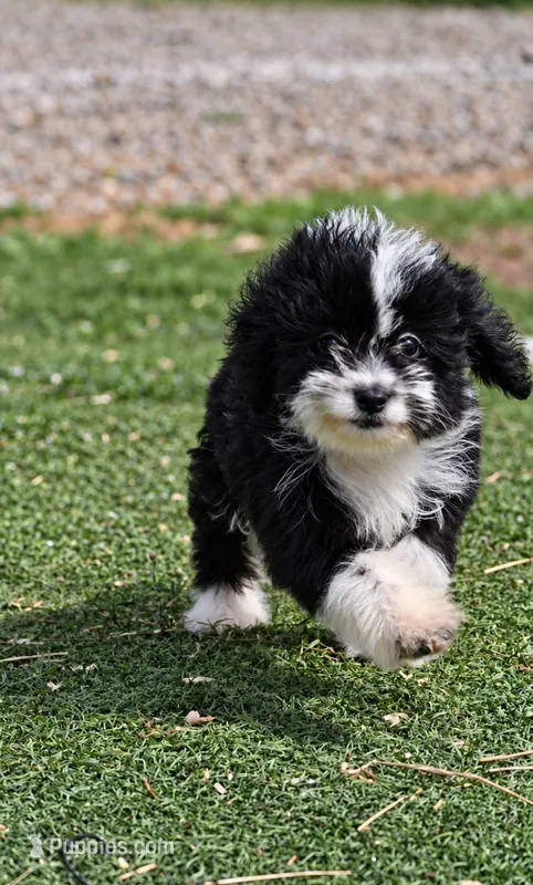 Paisley – Aussiedoodle, Miniature Aussiedoodle puppy for sale in George West, TX