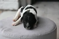 Black white parti male, a male Poodle - Standard  for sale in George West, TX – 1 of 2