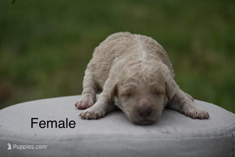 F1b female 1 – Goldendoodle puppy for sale in George West, TX