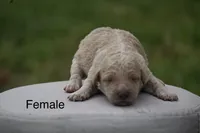 F1b female 1, a female Goldendoodle for sale in George West, TX – 1 of 1