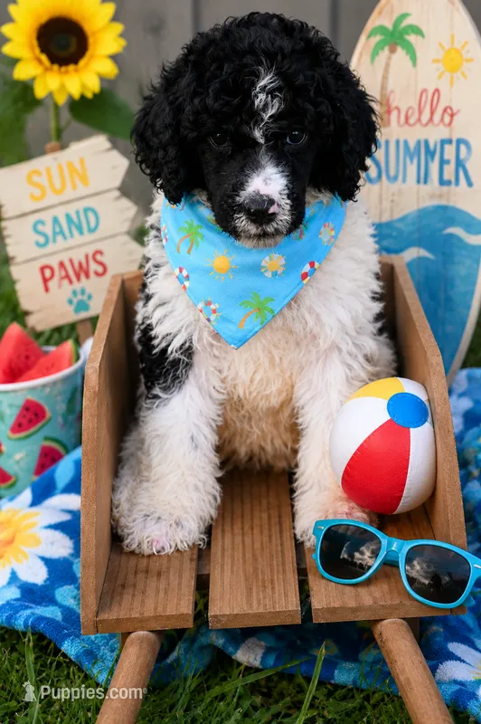 Poodle black white female  – Poodle - Standard  puppy for sale in George West, TX