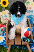 Poodle black white male , a male Poodle - Miniature  and Poodle - Standard  for sale in George West, TX – 1 of 3