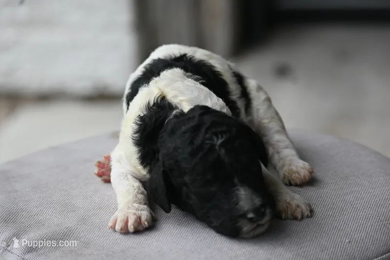 Black white male parti – Poodle - Standard  puppy for sale in George West, TX