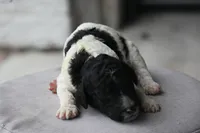 Black white male parti, a male Poodle - Standard  for sale in George West, TX – 1 of 2