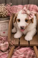 F1b female 3, a female Goldendoodle for sale in George West, TX – 2 of 3