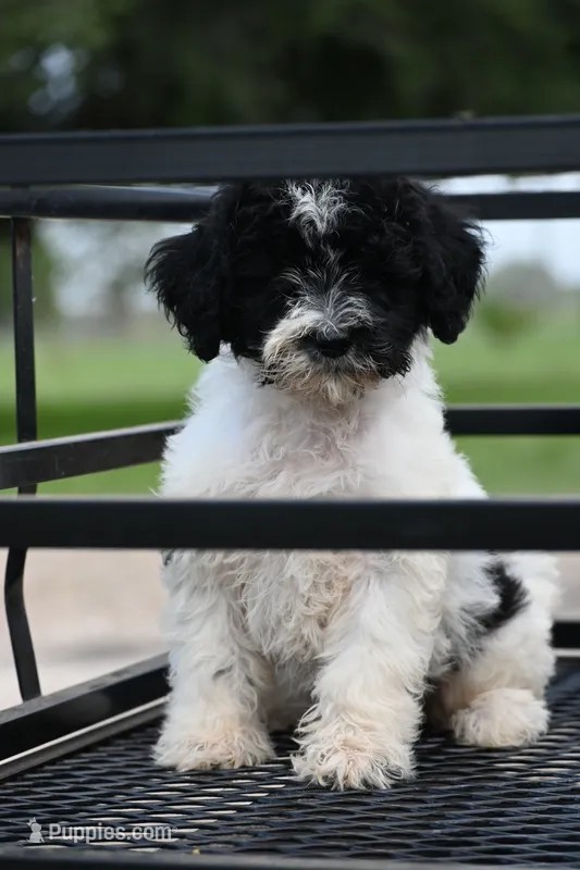 Daisy – Aussiedoodle, Miniature Aussiedoodle puppy for sale in George West, TX