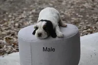 Black, a male Basset Hound for sale in George West, TX – 2 of 2