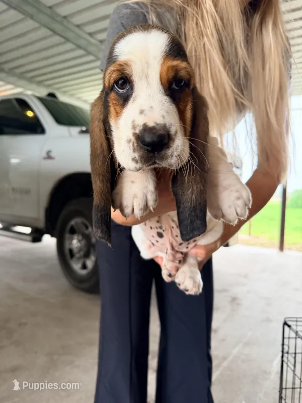 Black – Basset Hound puppy for sale in George West, TX