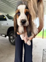 Black, a male Basset Hound for sale in George West, TX – 1 of 2