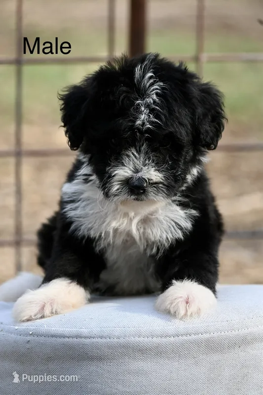 Boone – Aussiedoodle, Miniature Aussiedoodle puppy for sale in George West, TX