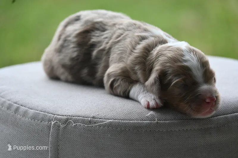 Merle male – Aussiedoodle puppy for sale in George West, TX
