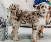 Merle male, a male Aussiedoodle for sale in George West, TX – 2 of 3