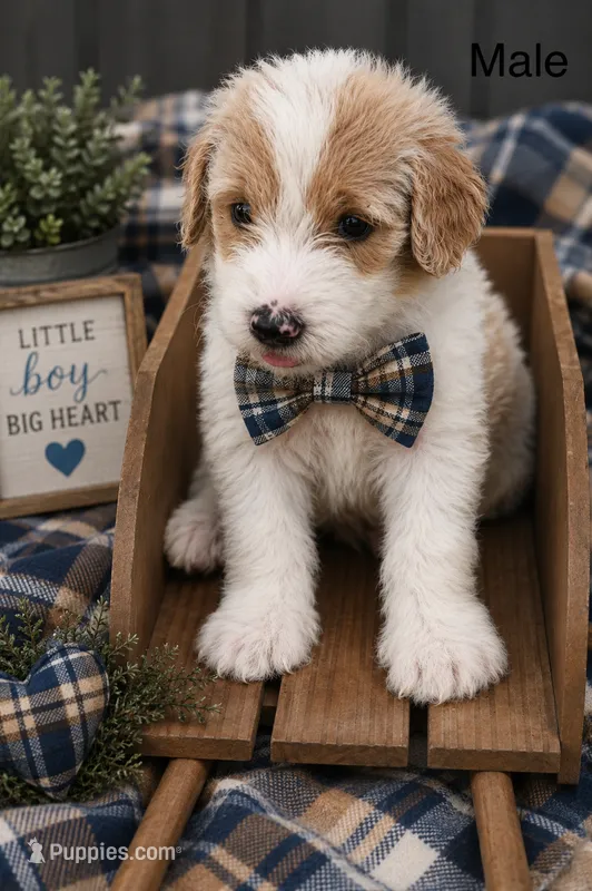 F1b male – Goldendoodle puppy for sale in George West, TX