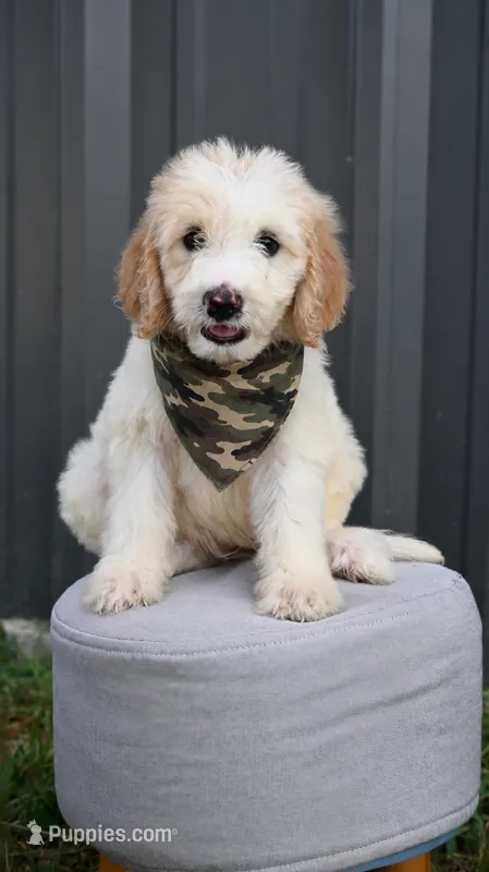F1b male 3 – Goldendoodle puppy for sale in George West, TX