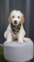 F1b male 3, a male Goldendoodle for sale in George West, TX – 1 of 3