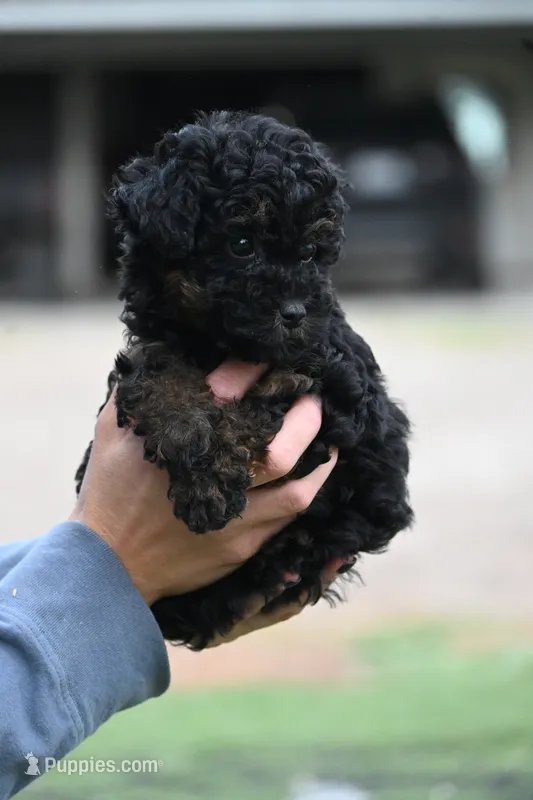 Maisie – Poodle - Toy  puppy for sale in George West, TX