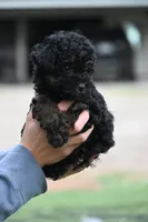 Maisie, a female Poodle - Toy  for sale in George West, TX – 1 of 6