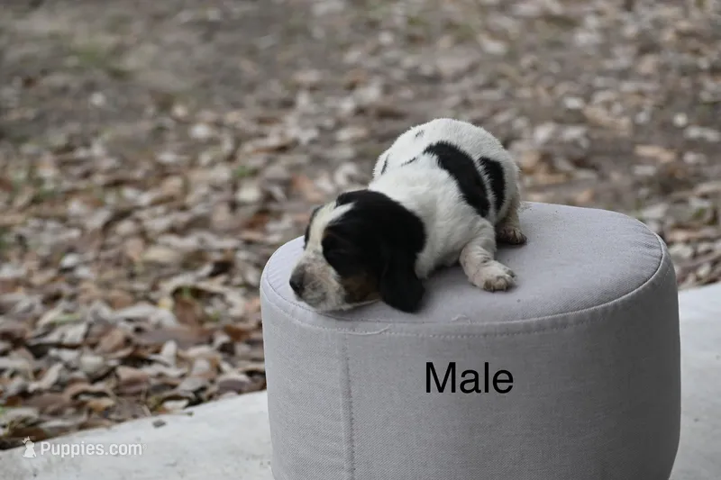 Blue – Basset Hound puppy for sale in George West, TX