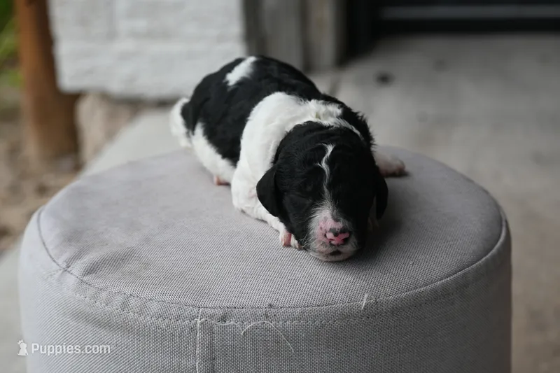 Black white parti male – Poodle - Standard  puppy for sale in George West, TX