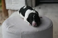 Black white parti male, a male Poodle - Standard  for sale in George West, TX – 1 of 2