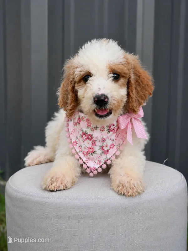 F1b female 3 – Goldendoodle puppy for sale in George West, TX