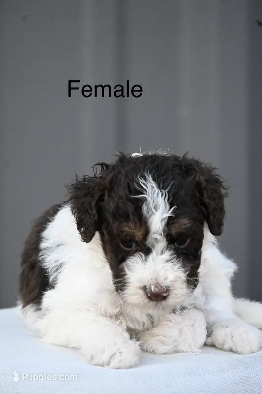 Dolly – Aussiedoodle, Miniature Aussiedoodle puppy for sale in George West, TX