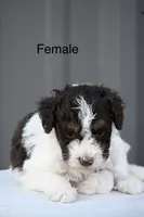 Dolly, a female Aussiedoodle and Miniature Aussiedoodle for sale in George West, TX – 1 of 1