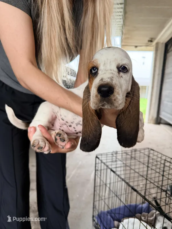 Pink – Basset Hound puppy on hold in George West, TX