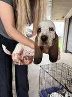 Pink, a female Basset Hound for sale in George West, TX – 1 of 3