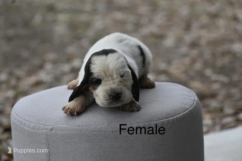 Pink – Basset Hound puppy for sale in George West, TX
