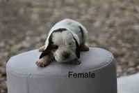 Pink, a female Basset Hound for sale in George West, TX – 3 of 3