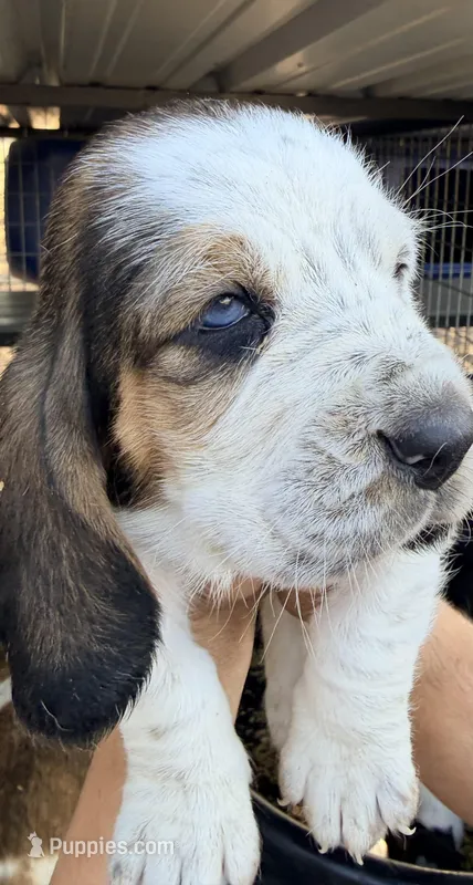Pink – Basset Hound puppy for sale in George West, TX