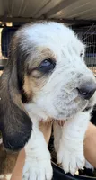 Pink, a female Basset Hound for sale in George West, TX – 2 of 3
