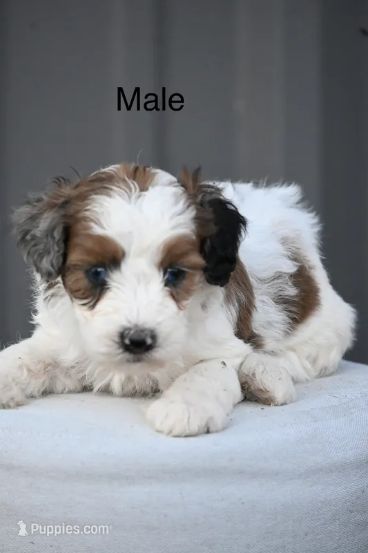 Walon – Aussiedoodle, Miniature Aussiedoodle puppy for sale in George West, TX