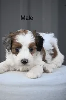 Walon, a male Aussiedoodle and Miniature Aussiedoodle for sale in George West, TX – 1 of 1