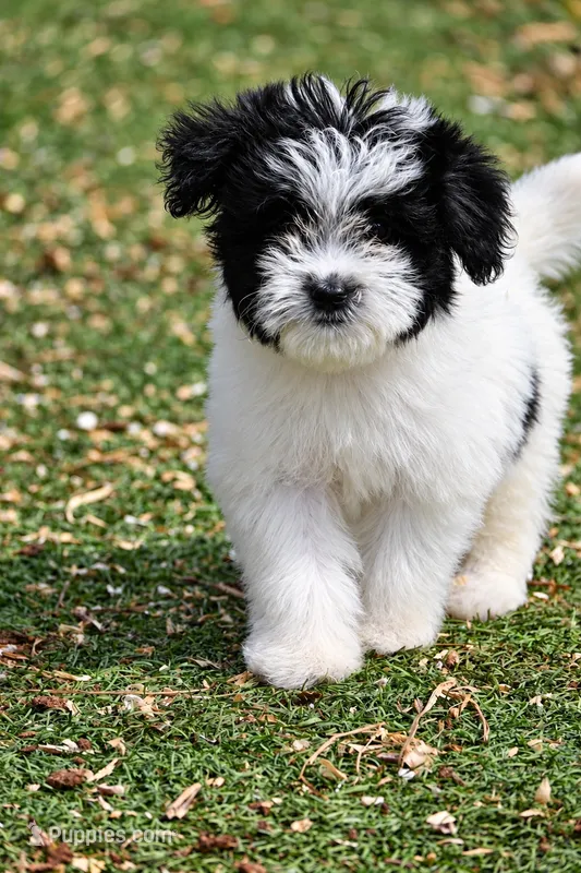 Winnie – Aussiedoodle, Miniature Aussiedoodle puppy for sale in George West, TX