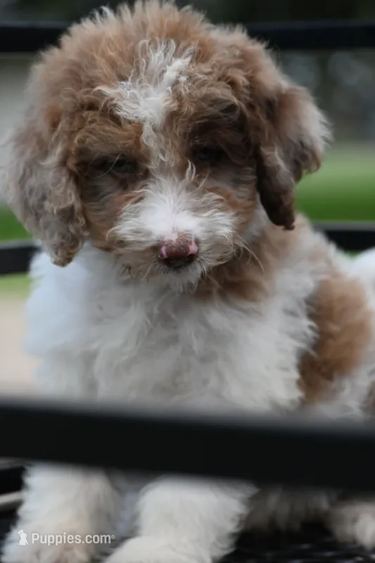 Cash – Aussiedoodle, Miniature Aussiedoodle puppy for sale in George West, TX