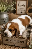 Ranger, a male Basset Hound for sale in George West, TX – 2 of 2