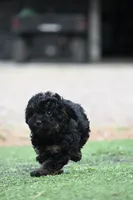Maisie, a female Poodle - Toy  for sale in George West, TX – 5 of 6