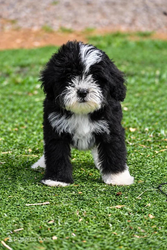 Beau – Aussiedoodle, Miniature Aussiedoodle puppy for sale in George West, TX