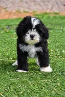 Beau, a male Aussiedoodle and Miniature Aussiedoodle for sale in George West, TX – 1 of 2