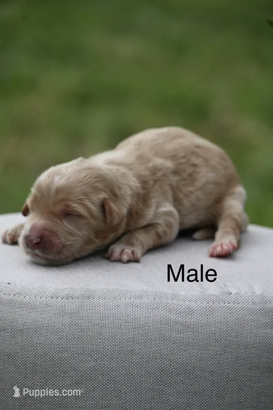 F1b male 2  – Goldendoodle puppy for sale in George West, TX