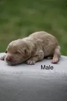 F1b male 2 , a male Goldendoodle for sale in George West, TX – 1 of 1