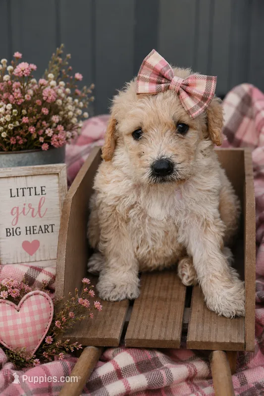 F1b female 1 – Goldendoodle puppy for sale in George West, TX