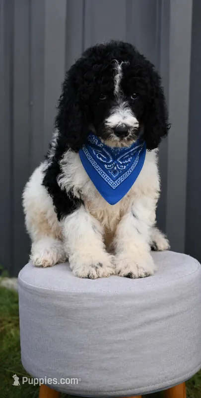 Poodle black white male  – Poodle - Miniature , Poodle - Standard  puppy for sale in George West, TX