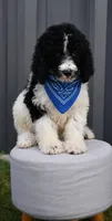 Poodle black white male , a male Poodle - Standard  for sale in George West, TX – 1 of 4