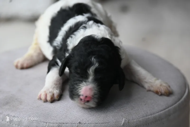 Poodle black white female  – Poodle - Standard  puppy for sale in George West, TX