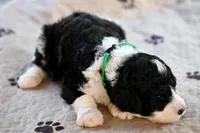 Lime Green Collar Male, a male Sheepadoodle for sale in George West, TX – Photo 3 of 3